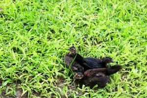 negro pollos en verde césped. foto