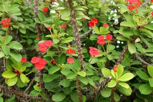 brillante rojo flores redondo forma de corona de espina o Cristo espina floreciente en parte superior de rama y verde hojas, espina en provenir. foto