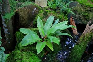 A bird's nest fern growning on rock and green moss on surface of rock in natural environment. photo