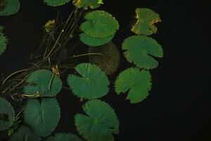 Water lily in the dark photo