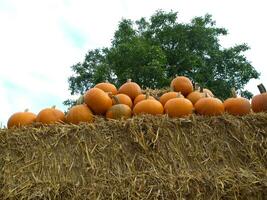 pumpkins in germany photo