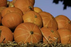 calabazas en alemania foto