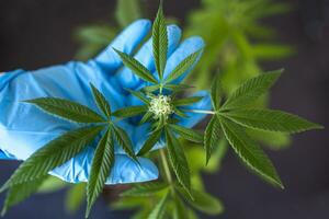 Indoors marijuana growing, planting cannabis, holding it in a hand photo