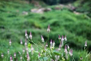 Blooming and fresh grass flowers in tropical rain forest and greenery wild jungle. Travel in Thailand photo