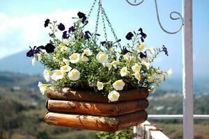 Blooming white and violet  flowers in wooden pot hanging with iron pole in natural light garden and blue sky photo