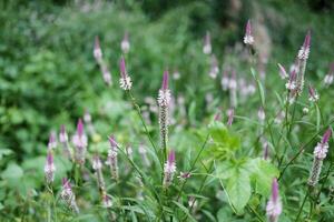 Blooming and fresh grass flowers in tropical rain forest and greenery wild jungle. Travel in Thailand photo