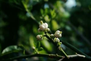 Blooming beautiful white flowers Botanical in garden with natural sunlight photo