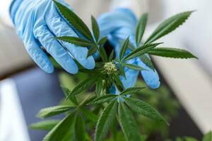 scientist with gloves checking hemp plants in a greenhouse. Concept of herbal alternative medicine, cbd oil, pharmaceptical industry photo