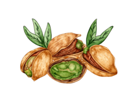 Watercolor illustration of a bunch of ripe pistachios. Healthy food, picnic snacks, festival, Oktoberfest. Isolated. Ideal food concept, packaging design, cafe, restaurant, menu. png