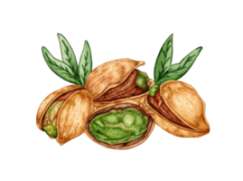 aguarela ilustração do uma grupo do maduro pistachios. saudável comida, piquenique lanches, festival, oktoberfest. isolado. ideal Comida conceito, embalagem projeto, cafeteria, restaurante, cardápio. png