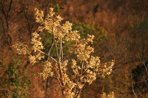 Blooming Branch wild flower on the mountain on summer  in Thailand photo