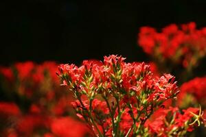 Blossom red flowers in natural light and Spring flowers. photo