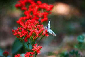 florecer rojo flores con mariposa en natural ligero y primavera flores foto