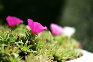 Blooming Pink Common Purslane, Verdolaga, Pigweed, Little Hogweed or Pusley Flowers in pot with natural sunlight photo