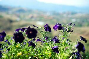 Blooming violet flowers in the meadow with natural sunlight. photo