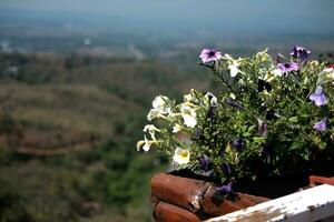 Blooming white and violet  flowers in wooden pot hanging with iron pole in natural light garden and blue sky photo