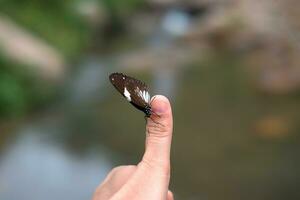 hermosa mariposa en mujer pulgar dedo con tropical lluvia bosque antecedentes. foto