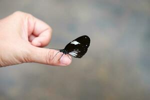 Beautiful butterfly on woman thumb finger with tropical rain forest background. photo