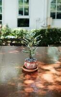 Little blossom plants in clay pot decorated on vintage wooden table in natural garden house and cafe photo