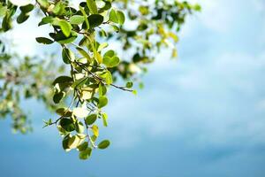 Fresh leaves branch of tree on blue sky. Copy space photo