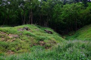 Freshness landscape for tropical rain forest with foggy and greenery mist in wild jungle. Travel in Thailand photo