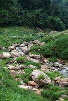 frescura paisaje para agua otoño y corriente fluido mediante rocas en tropical lluvia bosque y verdor salvaje selva. foto