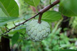 Fresh dew drop on Sugar Apple or Custard Apple  tropical fruit in garden photo