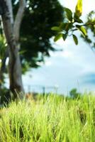 Blooming fresh green grass field in garden with blue sky. photo