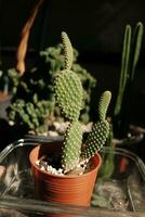 floreciente cactus jardín en natural luz de sol. cactus casa plantas foto