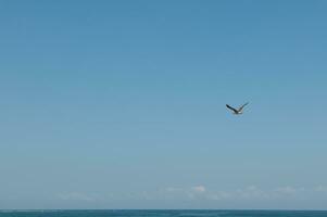 naturaleza antecedentes con Copiar publicidad espacio. un pájaro volador en azul limpiar claro cielo fondo, encima atlántico Oceano foto