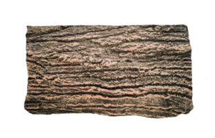 Close up texture of tree bark isolated on transparent background for using text box. png