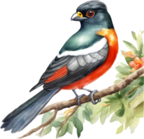 Watercolor paintings of colorful elegant trogon birds.  Ai-Generated. png