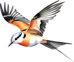 Watercolor paintings of colorful Scissor-tailed flycatcher birds.  Ai-Generated. png