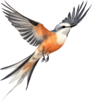 Watercolor paintings of colorful Scissor-tailed flycatcher birds.  Ai-Generated. png