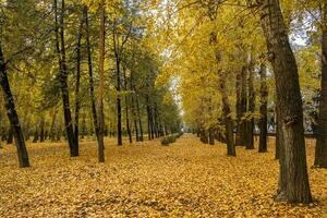 Beautiful romantic alley in a park with colorful trees and sunlight. photo