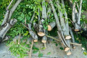 pila de árbol leña menuda, ramas y hojas en el suelo después árbol guarnición foto