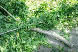 A pile of tree branches on the ground after ornamental pruning photo