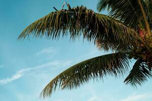 Coconut palm tree on the blue sky with sunlight of morning in summer. photo