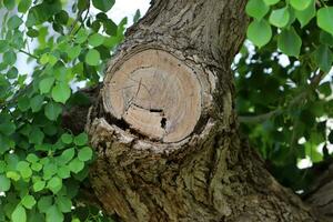 An old tree stump in a clearing in a city park. photo