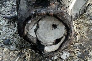 un antiguo árbol tocón en un claro en un ciudad parque. foto