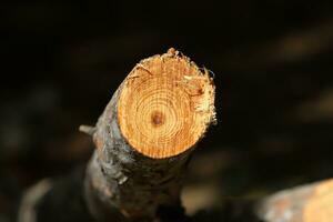 An old tree stump in a clearing in a city park. photo