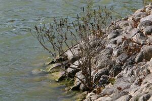 vegetación en el bancos de un río con limpiar Fresco agua. foto