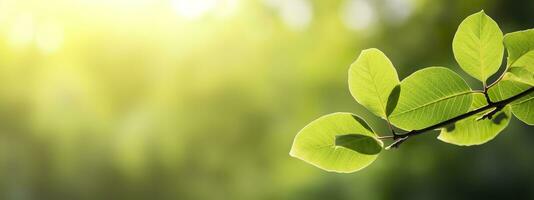 Close up of nature view green leaf on blurred greenery background. Generative AI photo