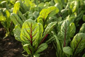 Chard growing in an urban garden. Garden beet and salad leaves close up. Generative AI photo