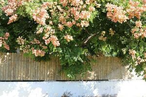 Green plants and flowers grow along a fence in a city park. photo