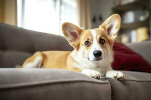 Beautiful, smart, calm purebred corgi dog lying on on sofa in living room. Generative AI photo