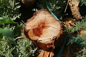 An old tree stump in a clearing in a city park. photo