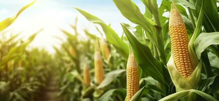 Closeup corn cobs in corn plantation field. Generative AI photo