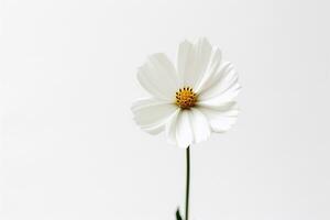 A single white flower on a plain background Generative AI photo