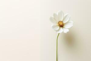 A single white flower on a plain background Generative AI photo